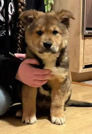 Any body know whose dog this is found