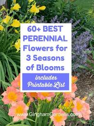 We did not find results for: Classic Perennials That Every Flower Garden Needs Gingham Gardens In 2020 Flowers Perennials Perennials Low Maintenance Garden Flowers Perennials