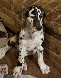 Maybe you would like to learn more about one of these? Dora Puppie Akc Newfoundland Female For Sale At Gap Pennsylvania Puppies For Sale Funny Cat Gifts Dane Puppies