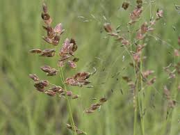 Image result for Eragrostis schweinfurthii