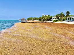 What Is Sargassum? Here'S Why Seaweed Is Piling Up Along Florida Beaches :  Npr