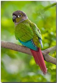 Green Bird With Red Cheeks Green Cheeked Parakeet Or Green Cheeked Conure W C S Mato Grosso Brazil Through N E Bolivia To Nw Argentina Pet Birds Beautiful Birds Pretty Birds