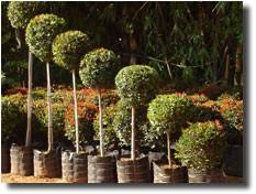 The largest selection of apartments, flats, farms, repossessed property, private property and houses for sale in johannesburg by estate agents. Welcome To Heuer S Wholesale Nursery Grower S Specialising In Topiaries And Standards