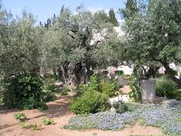 Der Garten Gethsemane Jerusalem Bilderserie Fotos Photos Fur Dsl