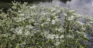 Image result for Oreophyton falcatum