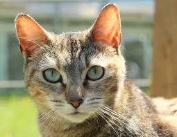 Epingle Sur To Be Adopted Cuddled And News When I Find Some Par ailleurs, adopter un chat plutôt qu'une chatte supprime le risque de se retrouver avec une portée non désirée sur les bras. pinterest