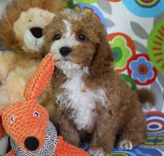 A cavapoo puppy from a reputable breeder can cost between $900 to $6,500. Cavapoo Puppies Foxglove Farm