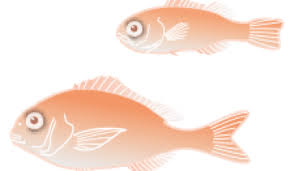Snapper Life Cycle Niwa