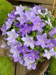 Image result for Carvalhoa campanulata