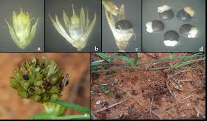 Image result for Centemopsis longipedunculata
