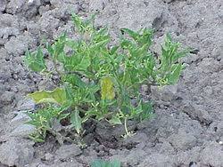 Image result for Solanum schumannianum