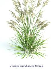 Image result for Festuca chodatiana