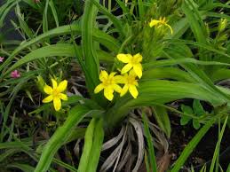 Image result for Hypoxis angustifolia