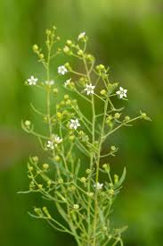 Image result for Thesium thamnus