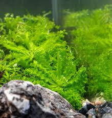 Image result for Pogostemon rogersii