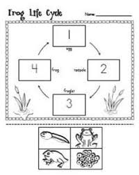 Free Worksheets Life Cycle Of A Chicken Google Search Science Life Cycles Life Cycles Kindergarten Science