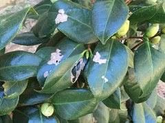 Camellia is a post industrial suburb of sydney, in the state of new south wales, australia. Camellia Dying Help Please