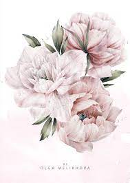 Peonies Watercolor Flowers Png Peony Illustration Watercolor Peonies Flower Drawing