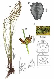 Image result for Scleria zambesica
