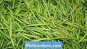 Dapat dikombinasikan dengan bubur ketan hitam untuk mendapatkan variasi rasa. Kitaran Kehidupan Loji Kacang Hijau Berkebun 2021