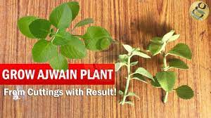 Pin On Kitchen Gardening