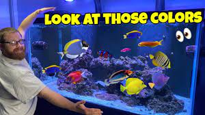 Check spelling or type a new query. Adding Most Colorful Saltwater Fish To Re Scaped Reef Fish Tank Youtube