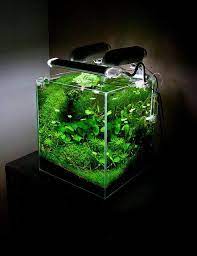 pin on aquascapes