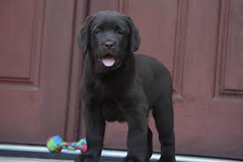 What are you looking for in your puppy? Zarate Labradors English Labrador Puppies In Texas White Labs Breeders In Texas