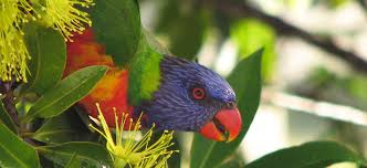 He found the original colony at the summit of poncha pass near salida, colorado on a drive from denver back to santa fe. Bird Attracting Plants Flower Power