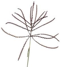 Image result for Chloris