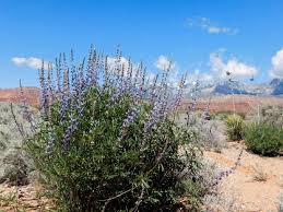 We did not find results for: Hello Old Friends Wildflowers Making Beautiful Return To Utah Deserts The Salt Lake Tribune