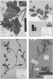 Other locations may be available. A Revision Of Solanum Section Lathyrocarpum The Carolinense Clade Solanaceae