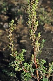 Image result for Dysphania congolana