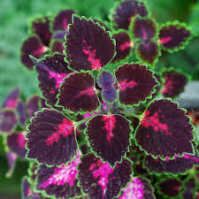 Image result for Coleus sylvestris