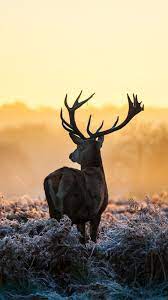 Elk Iphone Wallpapers Top Free Elk Iphone Backgrounds Wallpaperaccess