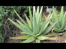 Sep 21, 2017 · aloe vera plants live for 5 to 25 years if not longer, depending on growing conditions. This Trick Helps Your Aloe Vera Plant To Grow Fast With Update Video Youtube
