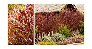I noticed a few days ago that the ends of the plant are turning brown and crispy. Captivating Fall Color California Summerwinds Nursery