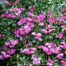 Hot, dry conditions are best for this bare root trumpet creeper plants, available from nature hills. Pin On Garden Ideas