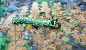 Using photographs, this article shows the hickory horned devil changing from egg to caterpillar. Hickory Horned Devil Citheronia Regalis Larva Steemit