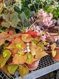 Image result for Begonia rostrata
