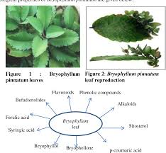 Image result for Bryophyllum