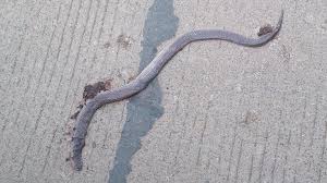 O Xrhsths Fieldherpindo Sto Twitter Ular Pelangi Sunbeam Snake Xenopeltis Unicolor Roadkill Saat Survey Habitat Ular Tanah Di Sekitar Dam Jatiluhur Http T Co 6pzxln9g0m