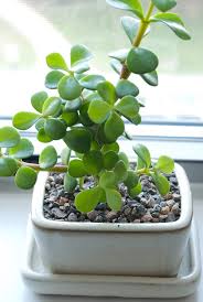 They are great for beginners because they grow very quickly, can be kept indoors, and can go a long time without. Mini Jade Bonsai Pixelant Flickr