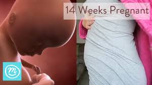 We did not find results for: 14 Weeks Pregnant Your Developing Fetus At 14 Weeks Channel Mum