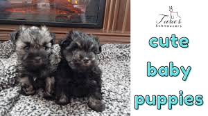 There are 4 boys and 3 girls. Cute Baby Puppies Miniature Schnauzer Puppies Cute Puppy Video Youtube