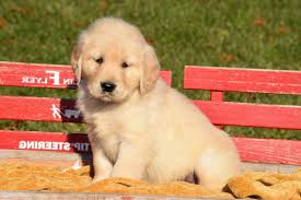 We love our golden retrievers and are thrilled that you are interested in adding a little furry friend to your family! Golden Retriever Puppies For Sale Cincinnati Petsidi