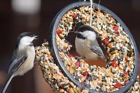 Being such the kind of birds that they are, getting. To Feed Or Not To Feed Audubon