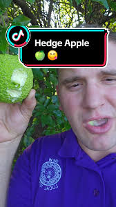 Hedge Apple Recipes