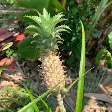 Perawakan (habitus) tumbuhannya rendah, herba (menahun) dengan 30 atau lebih daun yang panjang, berujung tajam, tersusun dalam bentuk roset mengelilingi batang yang tebal. Nenas Batu Malaysia Size Kecil Atau Tampuk Nenas Yg Boleh Tanam Boleh Pilih Shopee Malaysia