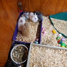 Find the feed store/pet junction on 9006 quartz rd. A Amazing Animals Grooming And Pet Store Pet Store In Jacksonville
